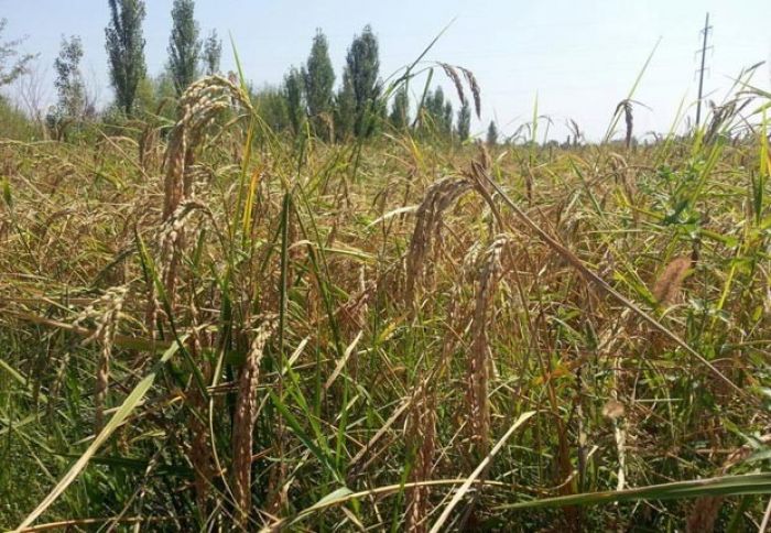 Ağdaşlı fermer həvəsləndi 