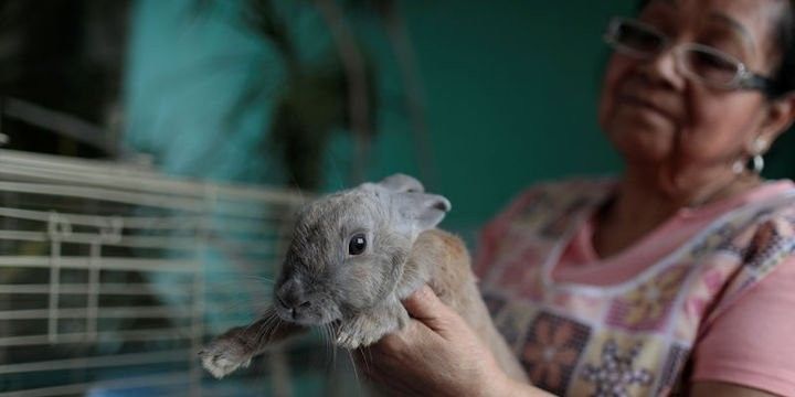 Nazir: Dovşanları yeyin