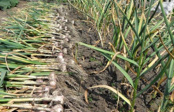 Yaxşı gəlir götürən fermer - yüksək məhsuldarlıq, yüksək qiymət  