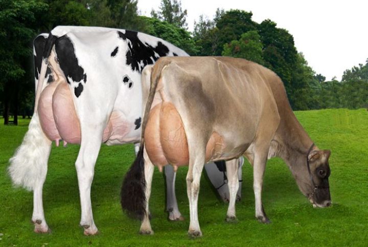 Heyvanların süd vəziləri naməlum şəraitdə kəsilir - VƏZİYYƏT NƏZARƏTDƏ