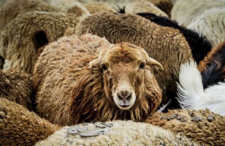 Gürcüstandan böyük sayda heyvan gətirildi - SATIŞA 35 MİN BAŞ ÇIXARILACAQ