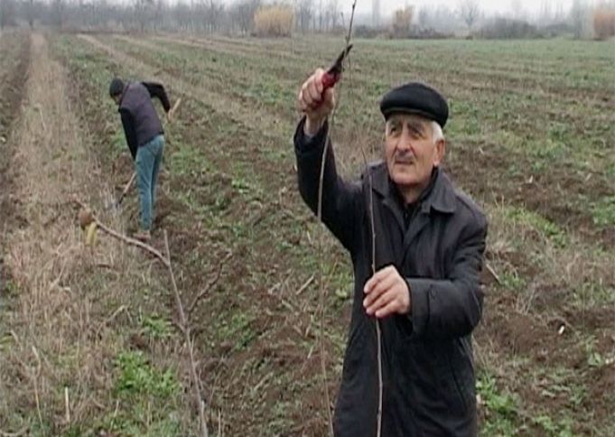 65 yaşlı fermer fındıq bağını genişləndirir