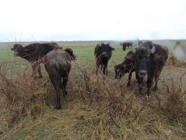 Camışçılıq tənəzzül dövrünü yaşayır