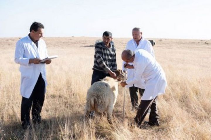 Lerikdə yetişdirilib, çəkisi 60-75 kiloqrama çatır