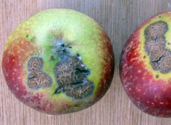 İsmayıllının alma və qoz bağlarında xəstəlik aşkarlanıb