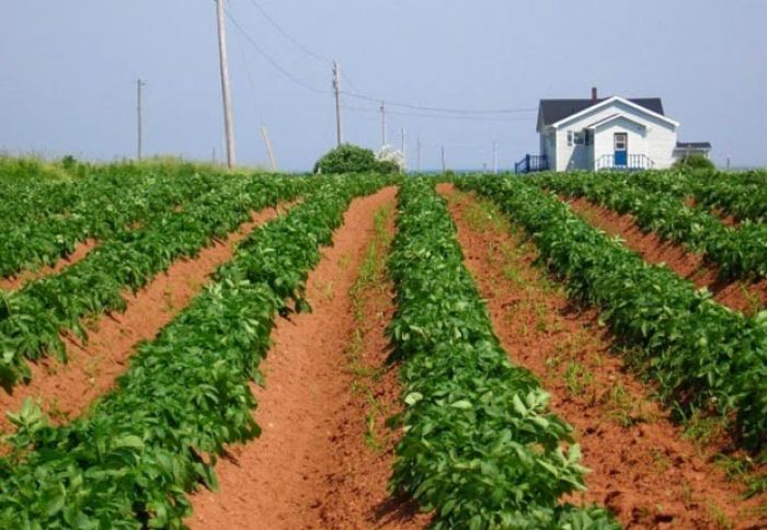 1 sotdan 500-800 manat gəlir əldə edirlər