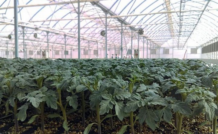 Xaçmazda daha çox sahədə pomidor əkiləcək