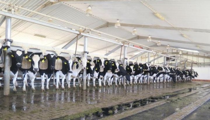 Ərəblərin ən böyük süd istehsalçısından investisiya planı