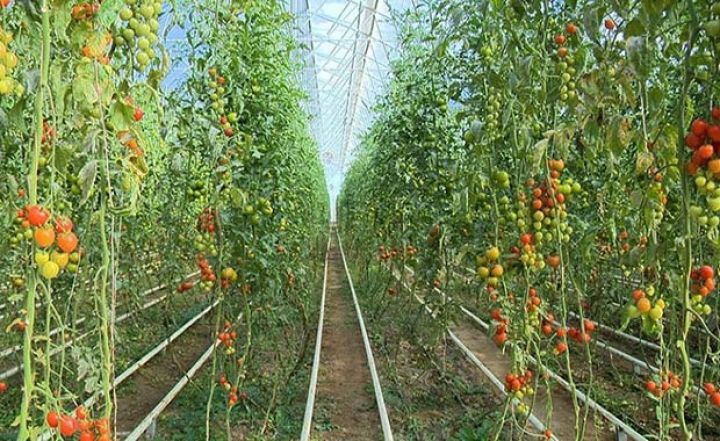 “Green Park Azerbaijan” 2 ha ərazidə istixana kompleksi inşa edəcək