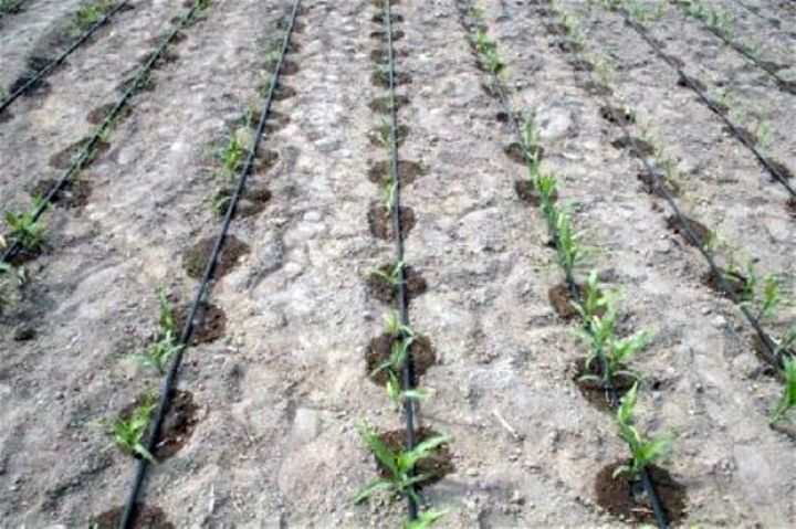 1500 hektar meyvə bağları üçün suvarma sistemi avadanlıqları satın alınır