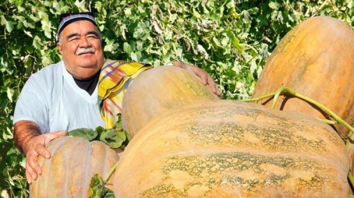 Çəkisi 40 kiloqramdan çox olan balqabaq yetişdirib