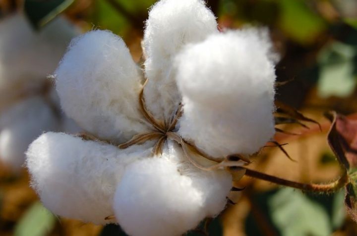 “Azərpambıq” planını açıqladı