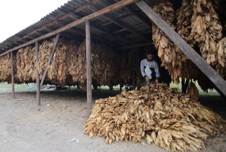 "Tütün istehsalının 50 faizi “Azərtütün”ün üzərinə düşür"