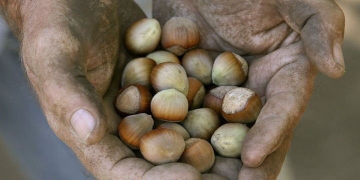 Azərbaycan fındığı yeni risklərlə üz-üzə 