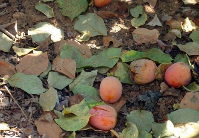 Xurma bağında xəstəlik - MEYVƏLƏR TÖKÜLÜR