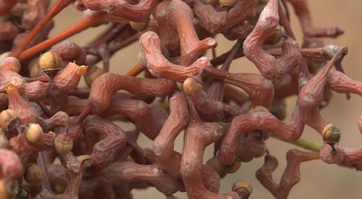 Nadir sayılır, Göyçayda əkilib, sayı artırılacaq