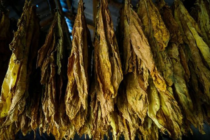 “Azərtütün”ün rəhbəri dəyişib