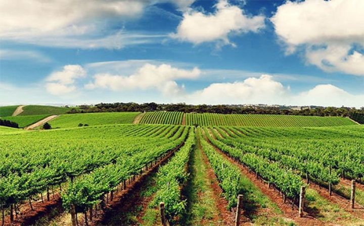 Azərbaycanda dövlət xətti ilə aqrar sığorta gələn ildən tətbiq olunacaq