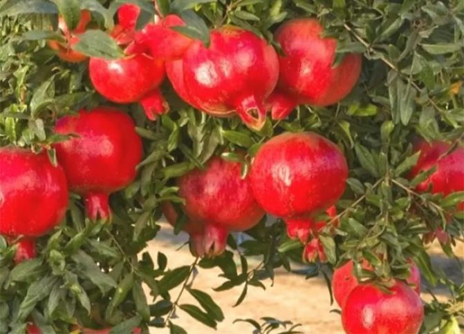 Azərbaycan Polşa və Latviyaya nar ixracına başlayır