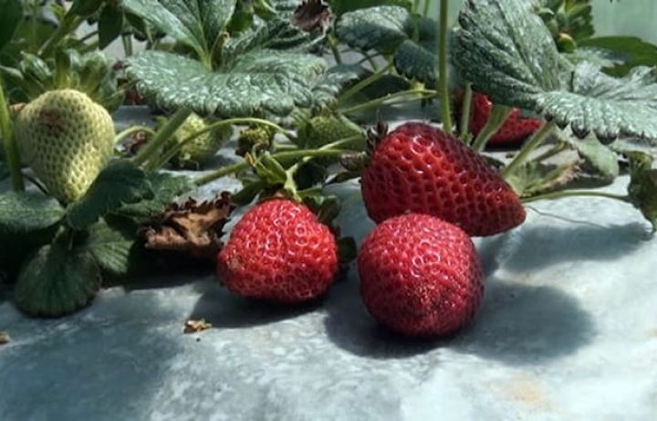 Cəlilabadlı fermer ərəb ölkələrinə çiyələk göndərəcək