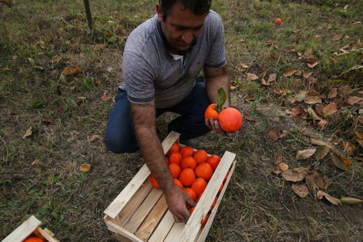 "Meyvənin bir kiloqramını 40 qəpiyə satırıq"