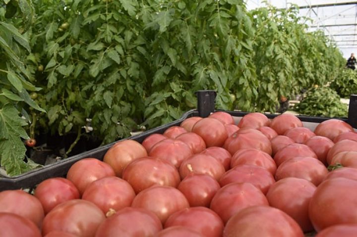 "Tomat pastası zavodları olsa, pomidor daha da böyük qiymətə satıla bilər"