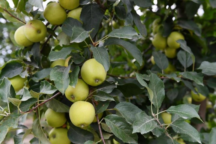 Prezident “Bal meyvə”  təsərrüfatı ilə tanış olub