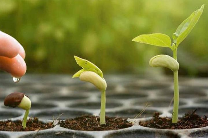 Kənd təsərrüfatı üzrə sığortalanan bitkilərin sayı artırılıb