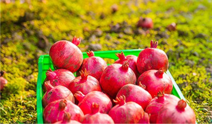 Yanvarda Azərbaycan təxminən 1 milyon dollarlıq nar ixrac edib