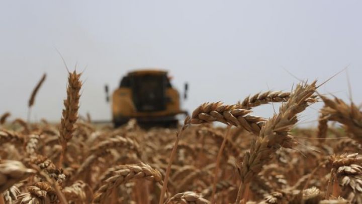 Ukrayna  buğdasının ixrac qiyməti 6 ilin ən yüksək səviyyəsində