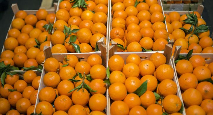 Portağal sahələrinin güzəştli sığortası başlayıb – ŞƏRTLƏR, MƏBLƏĞLƏR, MİSALLAR