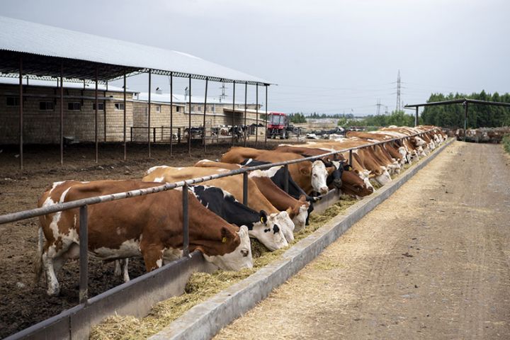 Aqroparklarda 19 min ton süd və 1,3 min ton ət istehsal olunub