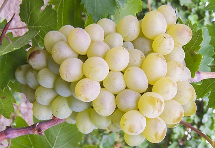 “Ağ şanı” və “Bayanşirə”nin hibridləşməsindən alınıb - Azərbaycanda yeni üzüm sortu yaradılıb