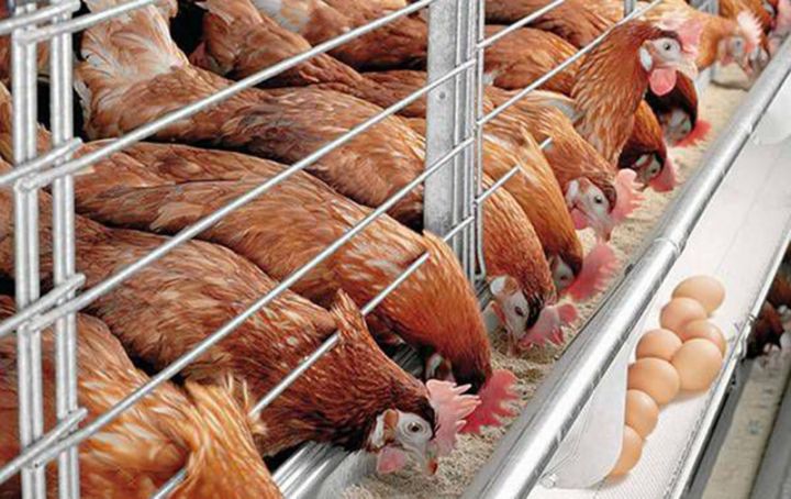 “Toyuq əti bazarında hökmranlıq edərək istədikləri qiyməti qoymaq istəyirlər”