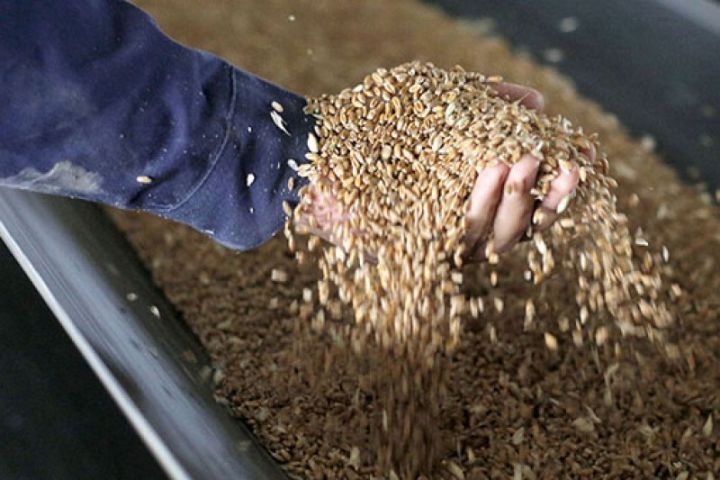 Taxılın beynəlxalq qiymətləri artıb