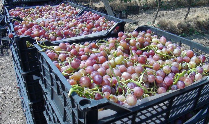 Qiymətlər üzümçüləri qane etmir - "30-50 qəpiyə satmaq məcburiyyətindəyik”