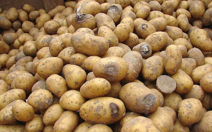 “Zərərli orqanizmlərlə bağlı ixracatçı ölkələrə 411 bildiriş göndərilib” - AQTA-NIN SƏDRİ