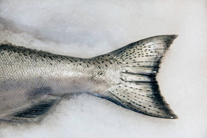 "Balıq ehtiyatlarının bərpası üçün Xəzərə və daxili su hövzələrinə 17-35 milyon ədəd körpə balıq buraxmağa ehtiyac var"