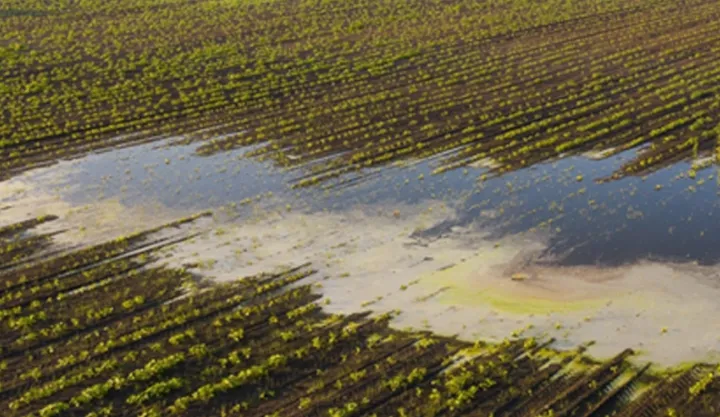 Aqrar Sığorta Fonduna 6500 hektar əkin sahələri üzrə zərər müraciətləri daxil olub