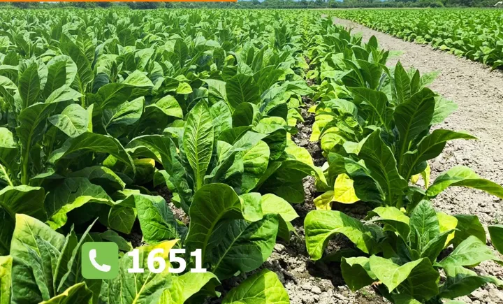 Azərbaycanda tütün əkinlərinin sığortası başlandı - ŞƏRTLƏR, MƏBLƏĞLƏR